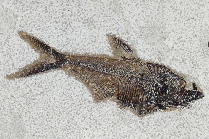 Fossil Fish (Diplomystus) - Green River Formation #115573